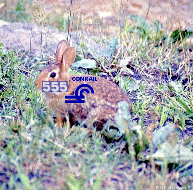 Railfan rabbit Horseshoe Curve 1991 | Conrail Photo Archive